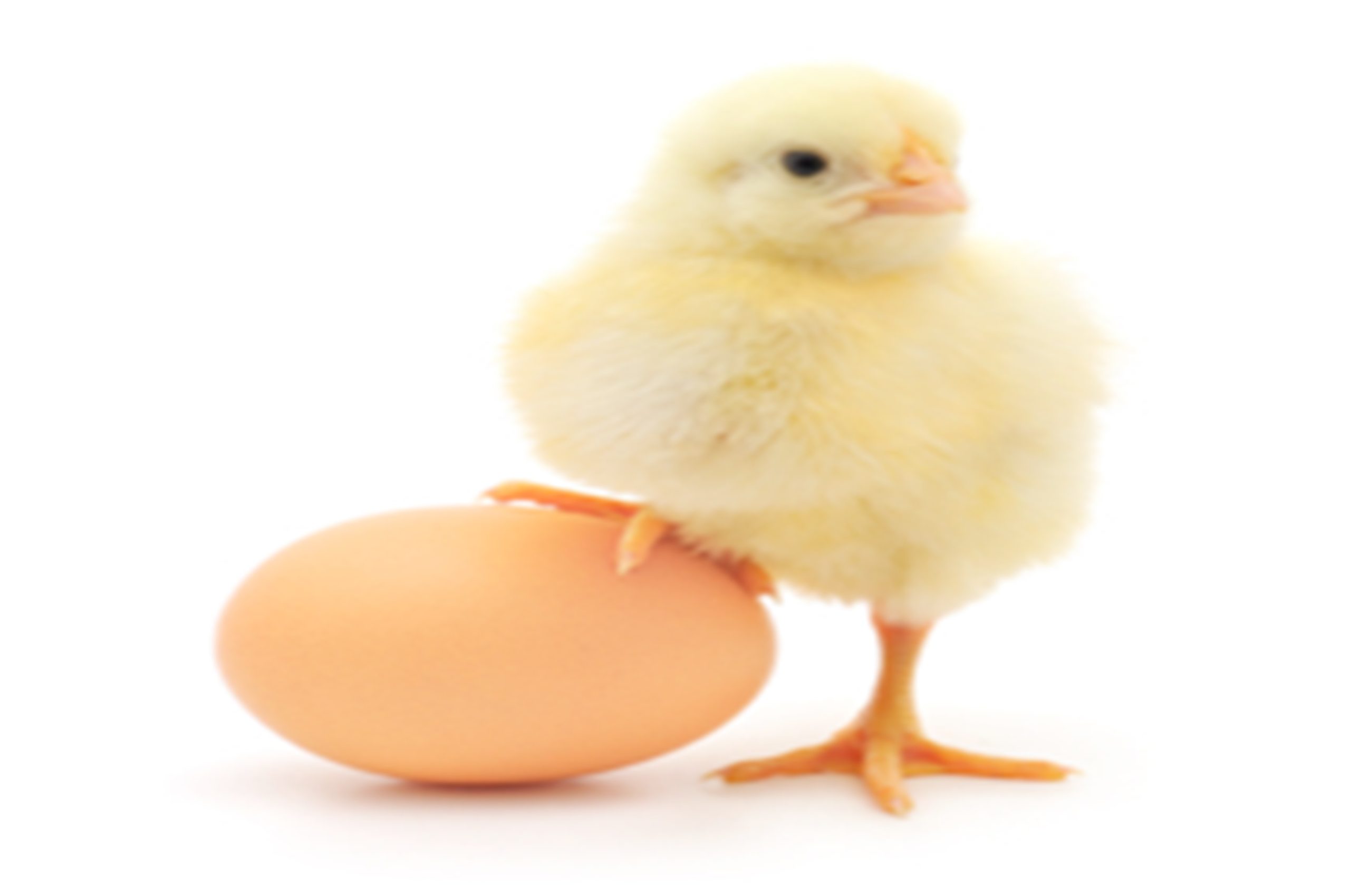 Which Came First, The Project or The Solution?